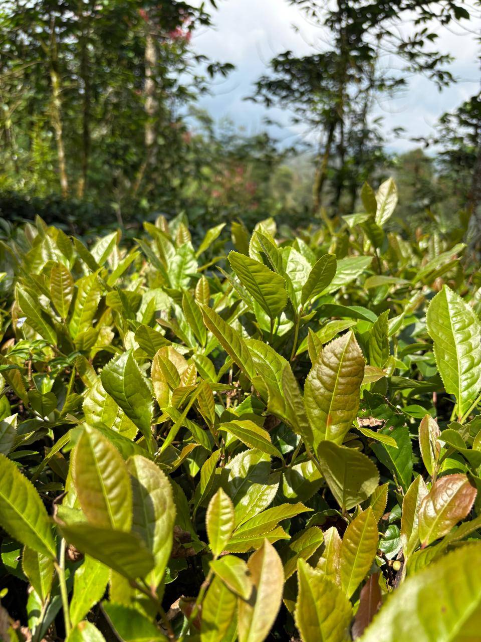 Java Green Tea West Java